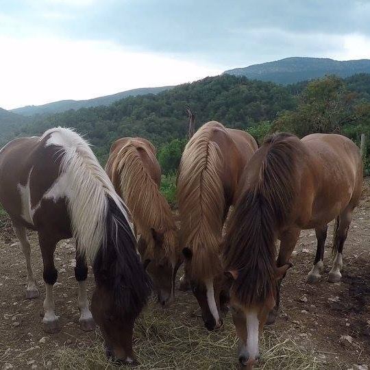ΙΠΠΙΚΟΣ ΟΜΙΛΟΣ WHITE PEGASUS ΜΕΓΑΛΟ ΠΑΠΙΓΚΟ ΙΩΑΝΝΙΝΑ ΣΤΑΤΗΡΑΣ ΔΗΜΗΤΡΙΟΣ